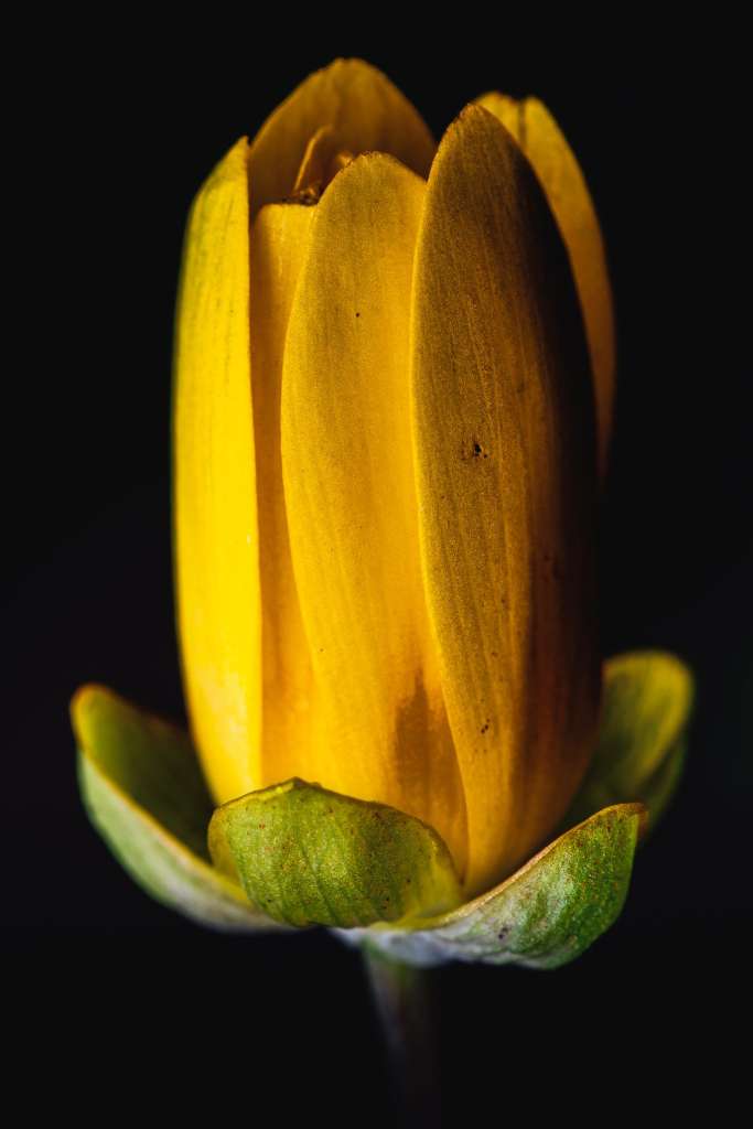 Makrofotografie měsíček lékařský