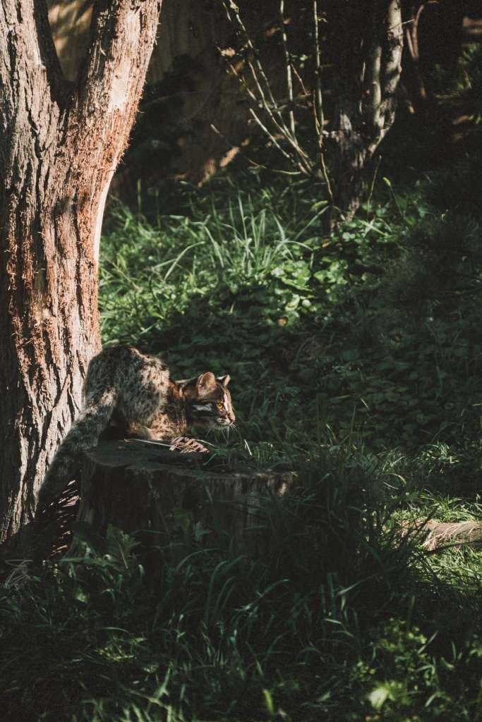 Kočka rybářská - ZOO Praha