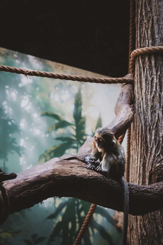 Kočkodan Brazzův - ZOO Praha