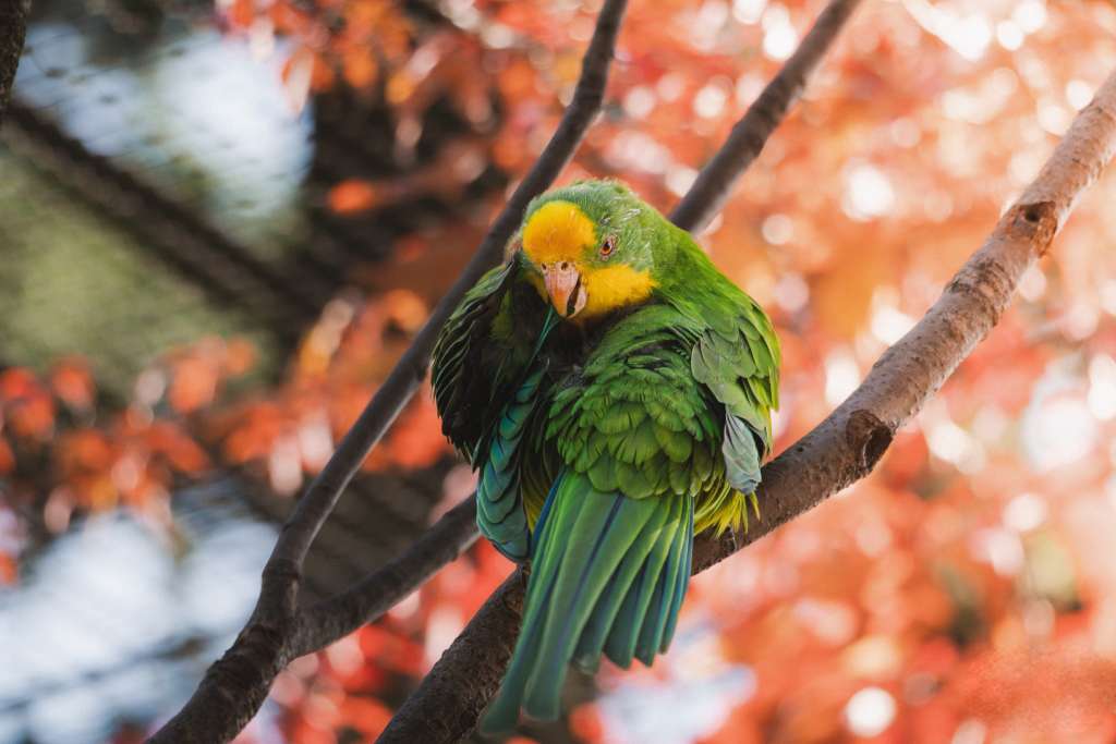 Amazóňan modročelý - ZOO Praha