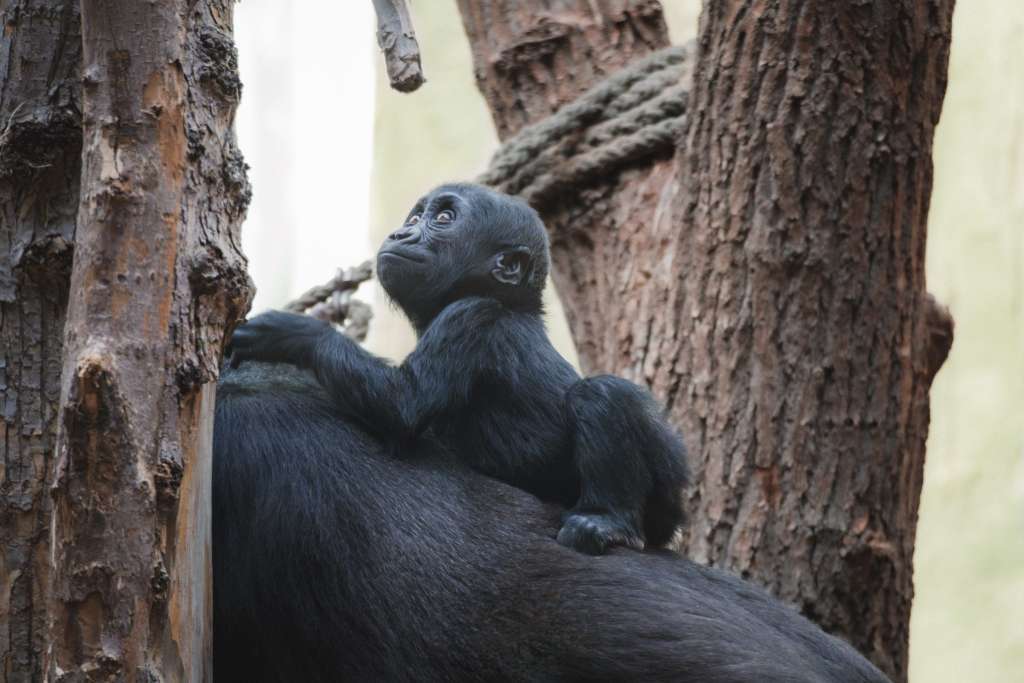 Mládě gorily Mobi - ZOO Praha