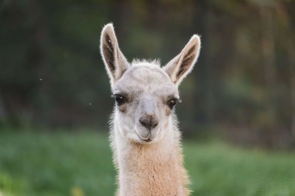 Lama Alpaka - ZOO Praha
