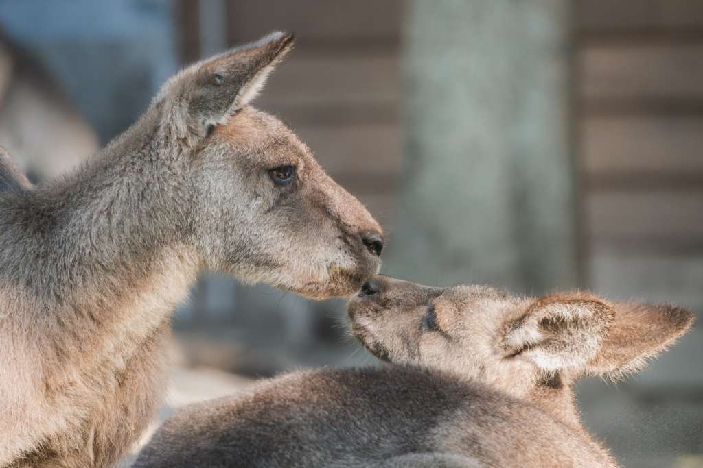Klokan rudokrký - ZOO Praha