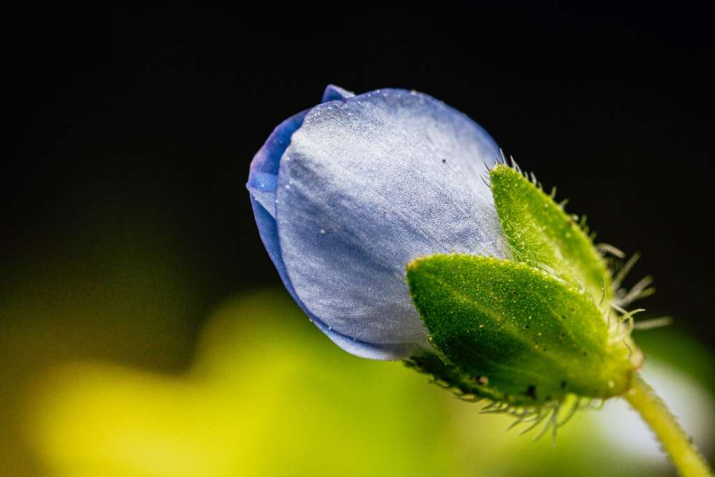 Makrofotografie rozrazil rezekvítek