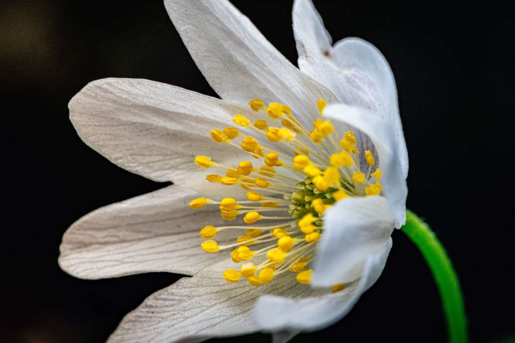Makrofotografie sasanka hajní
