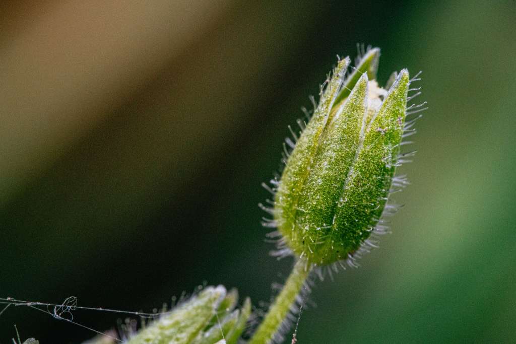 Makrofotografie rožec obecný