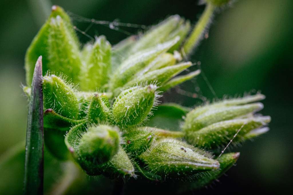 Makrofotografie chlupatá poupata